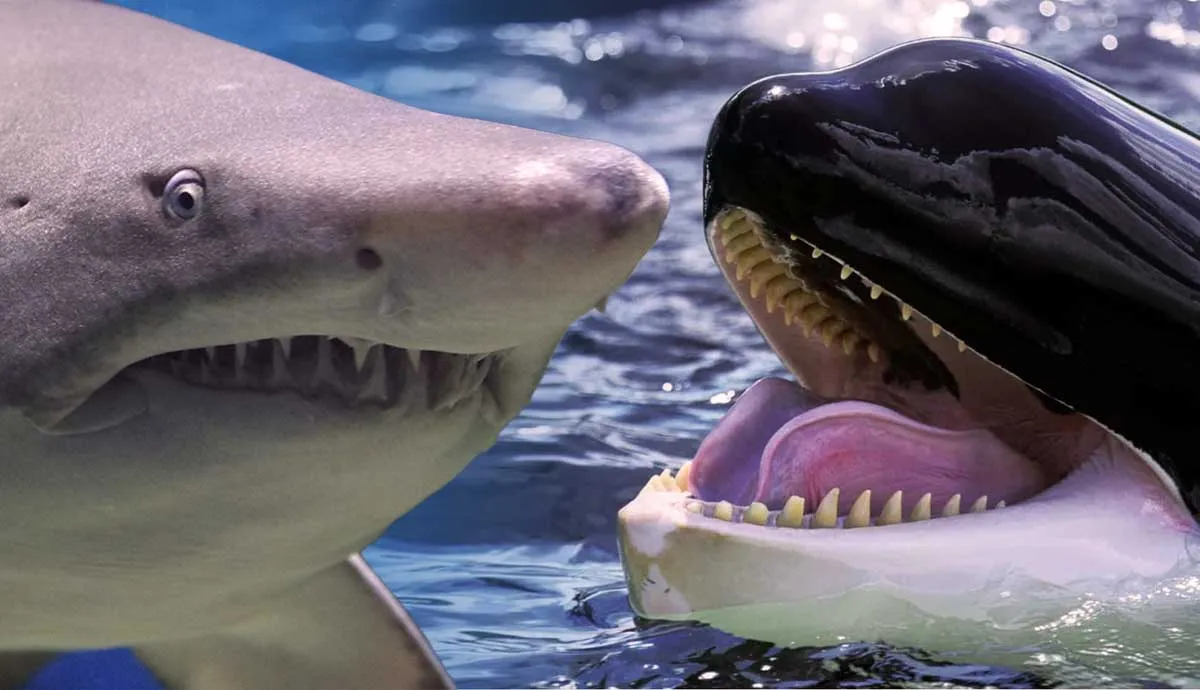 shark vs whale who would win the battle