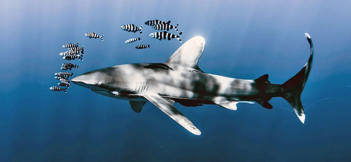 shark with school of zebra fish underwater