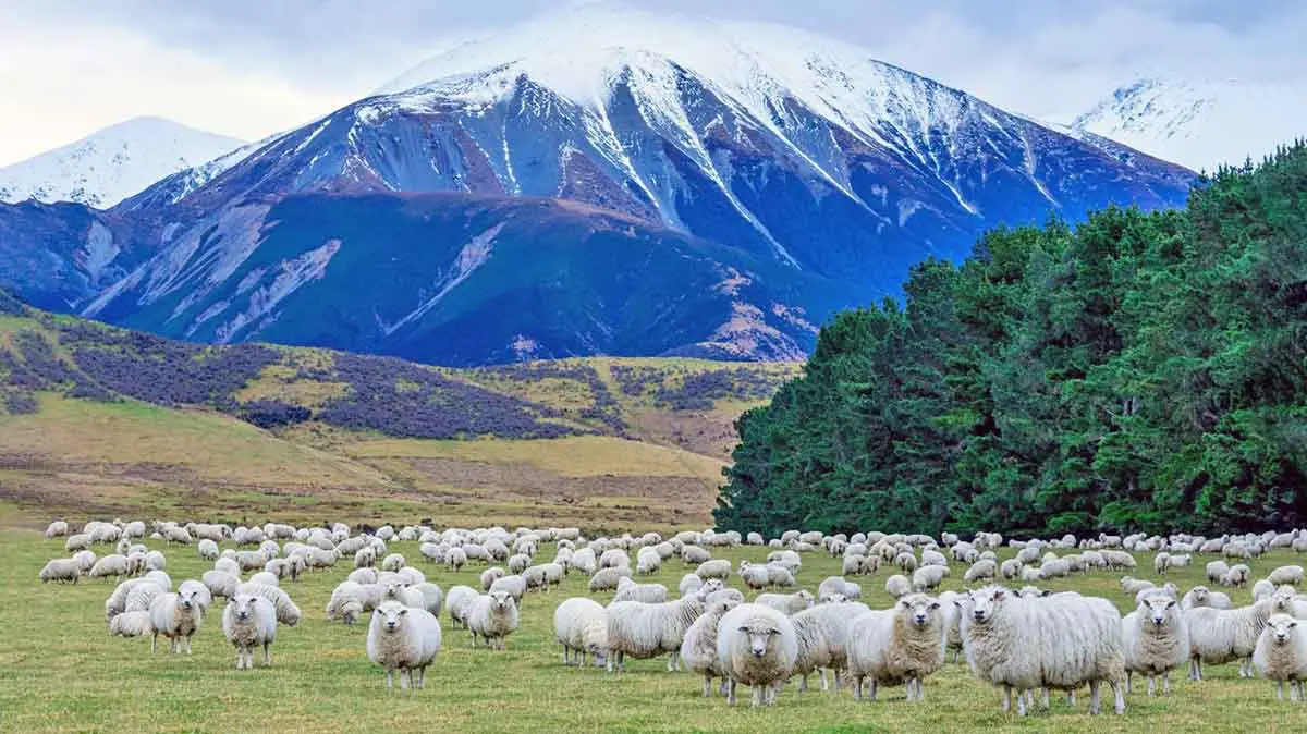 sheep new zealand