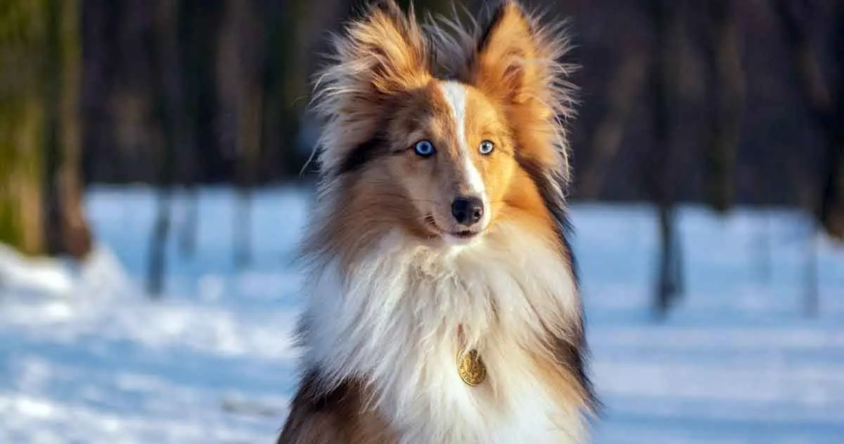 shetland sheepdog snowy woods