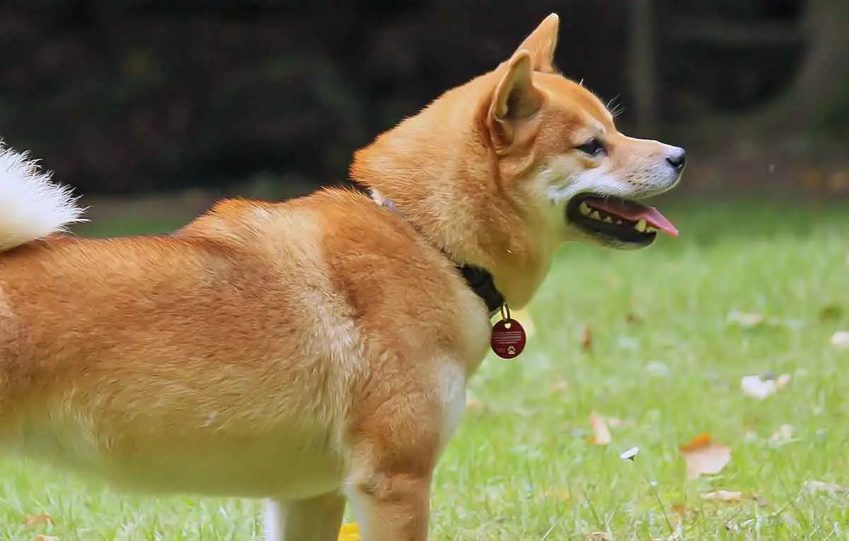 shiba inu japan spitz