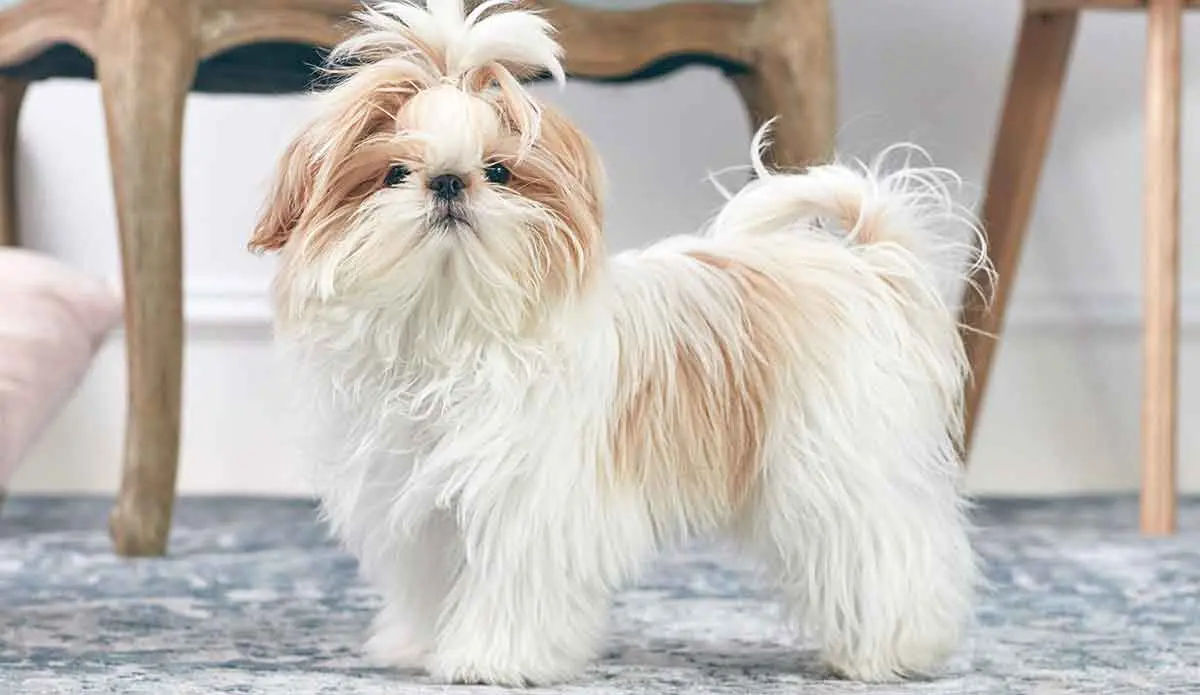 shih tzu dog inside looking at camera