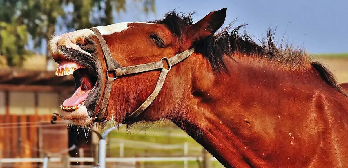 shire horse yawning