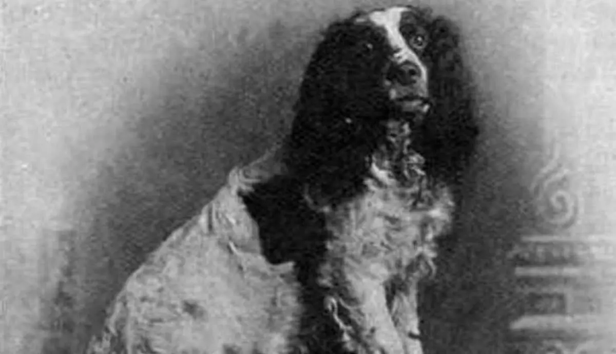 shirley english springer spaniel portrait