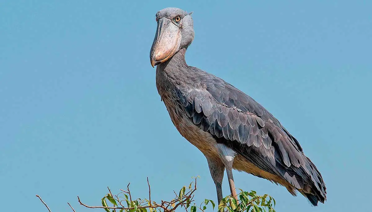 shoebill on tree