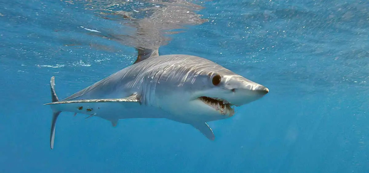 shortfin mako shark