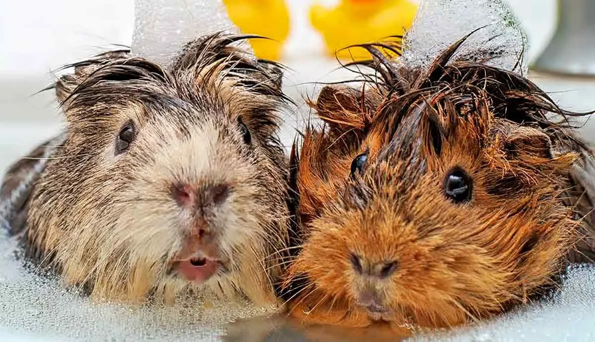 should you bathe your guinea pig