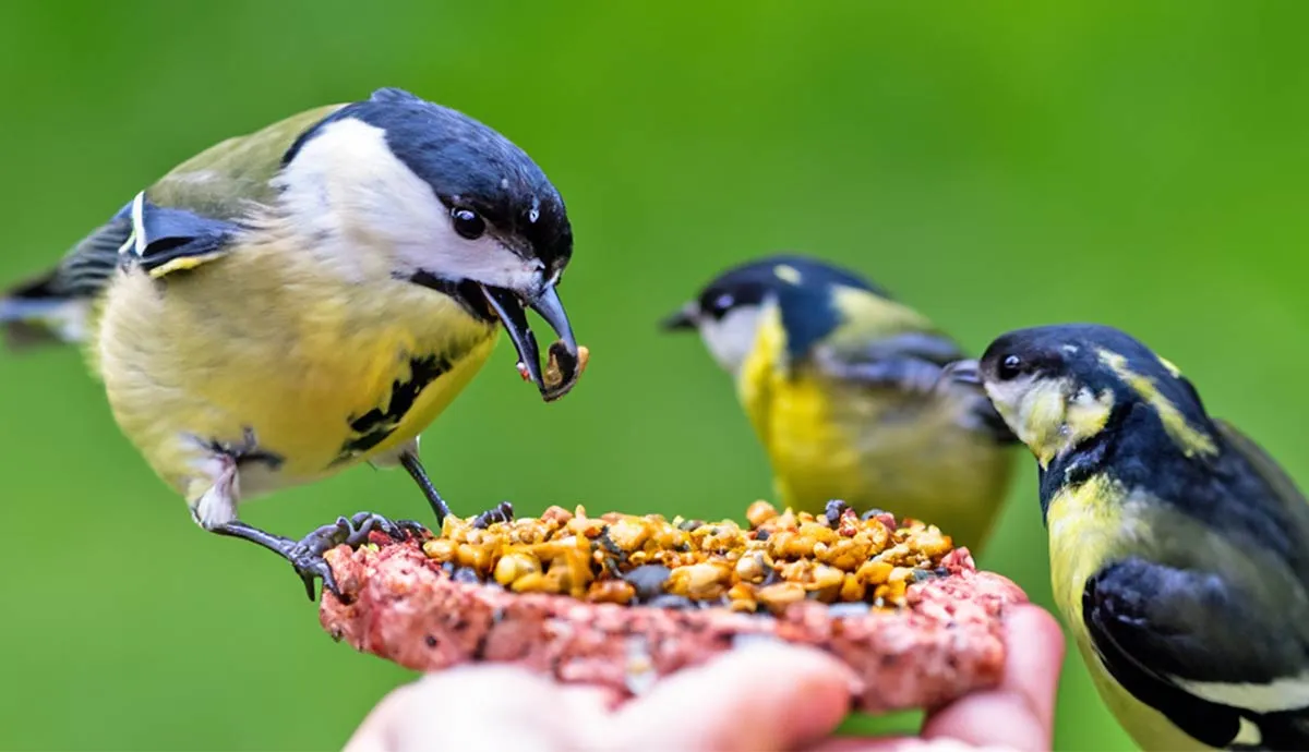 should you feed wild birds in your garden