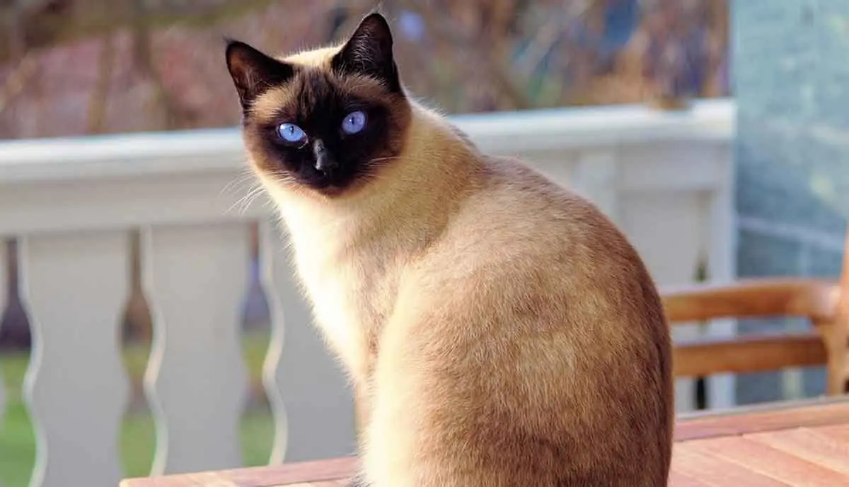 siamese cat outside