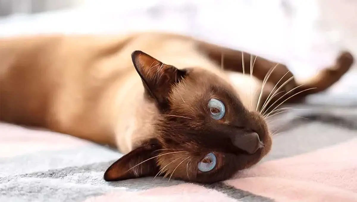 siamese cat