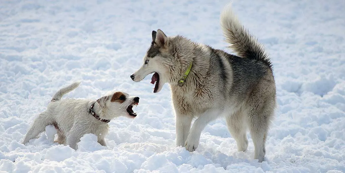 siberian husky and wire haired terrier lunging in snow