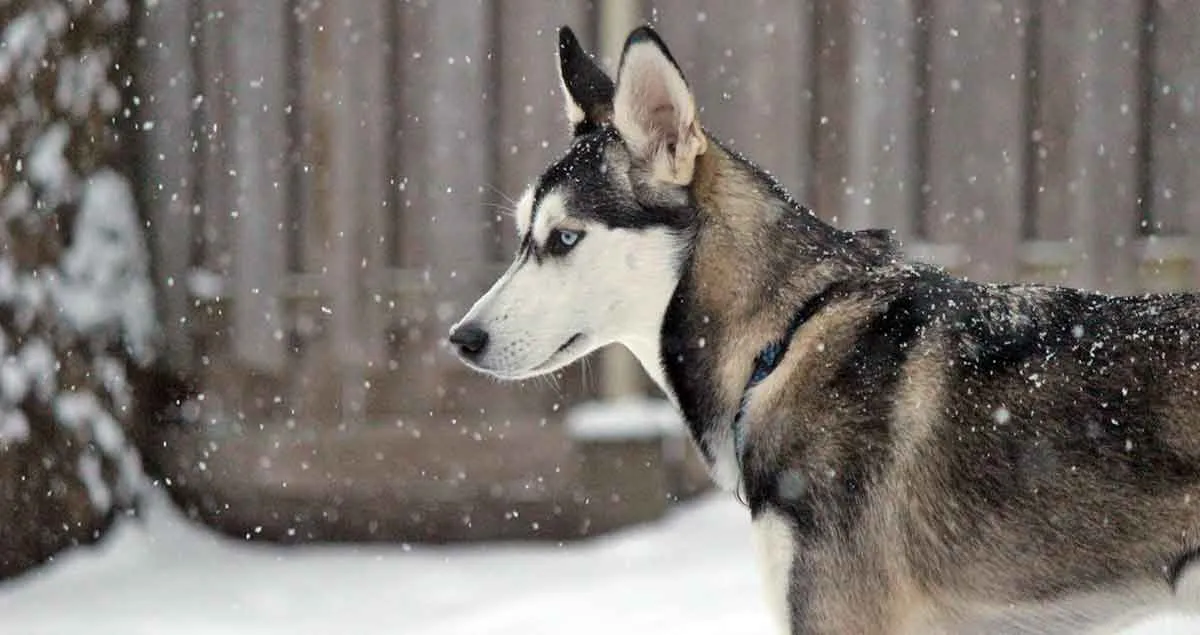 siberian husky dog standing in snow