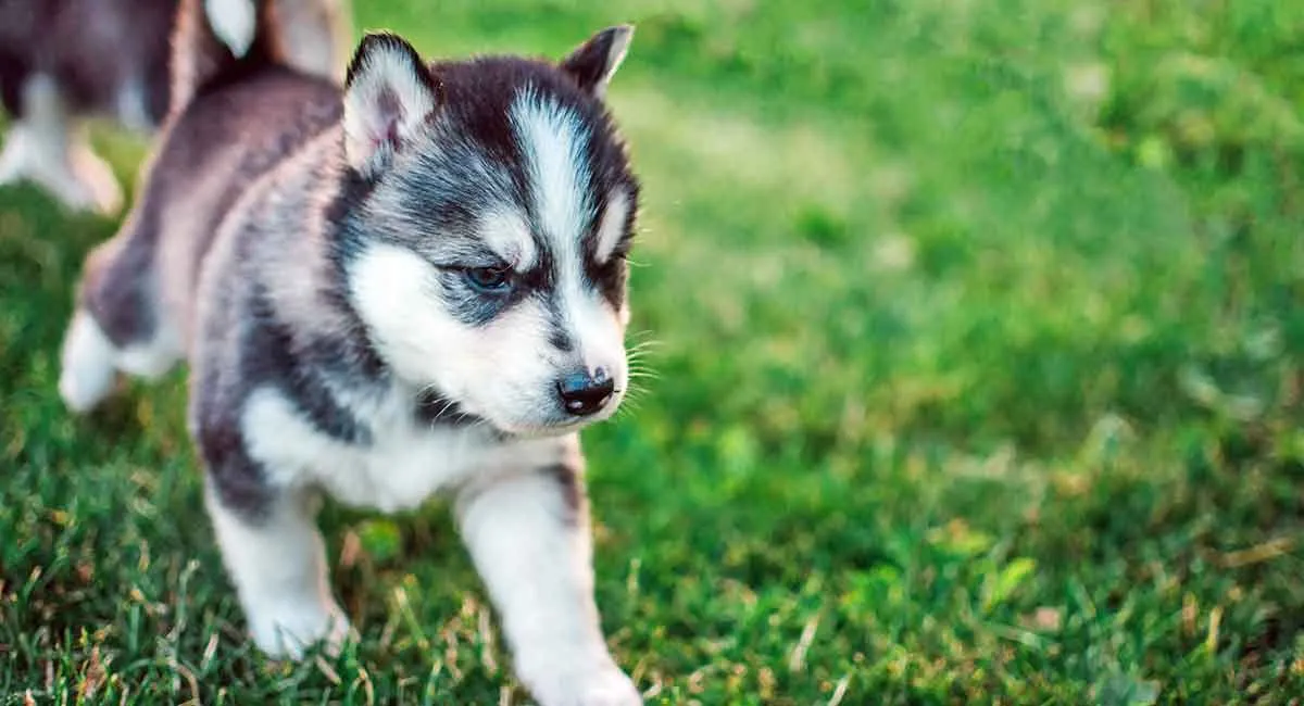 siberian husky puppy running on grass
