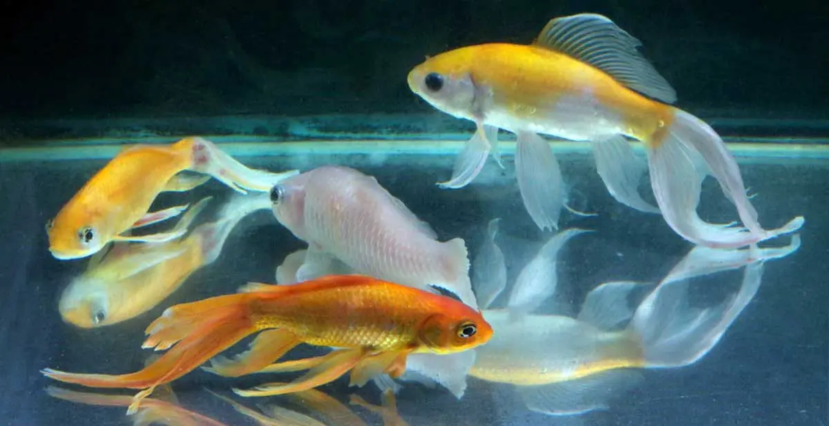 sick goldfish together