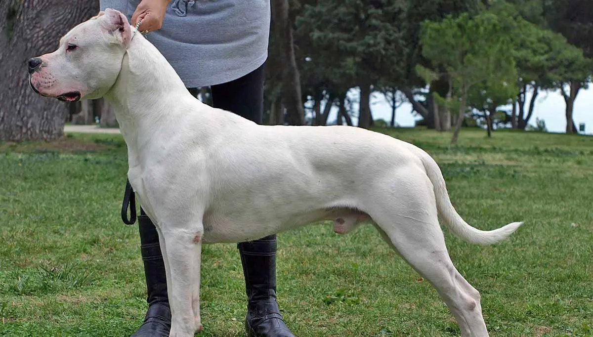 side profile of a dogo argentino