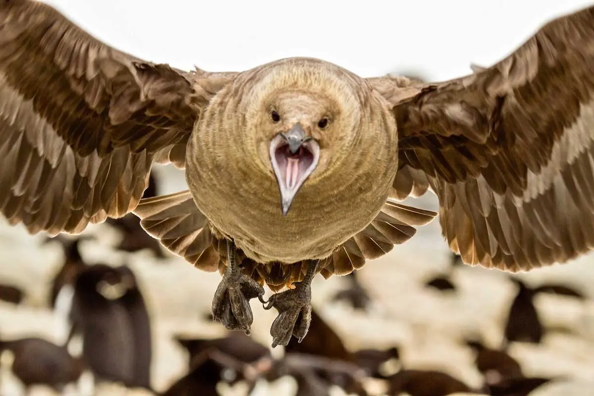 skua bird in flight