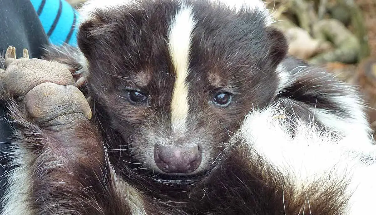 skunk being held by a person after rescue