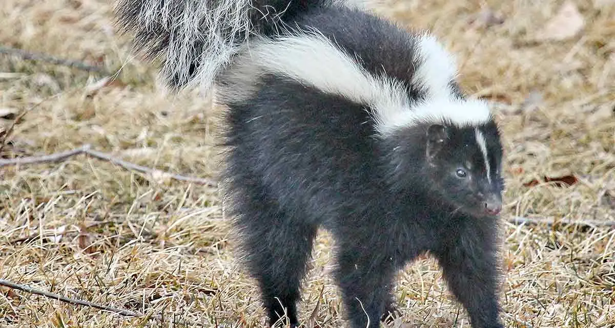 skunk spray warning