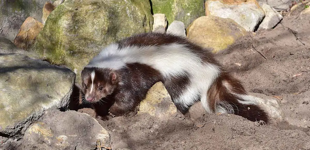 skunk walking on rocks