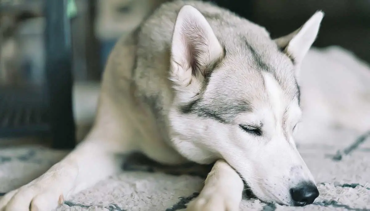 sleeping husky