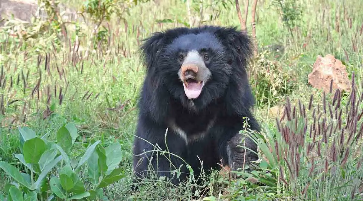 sloth bear