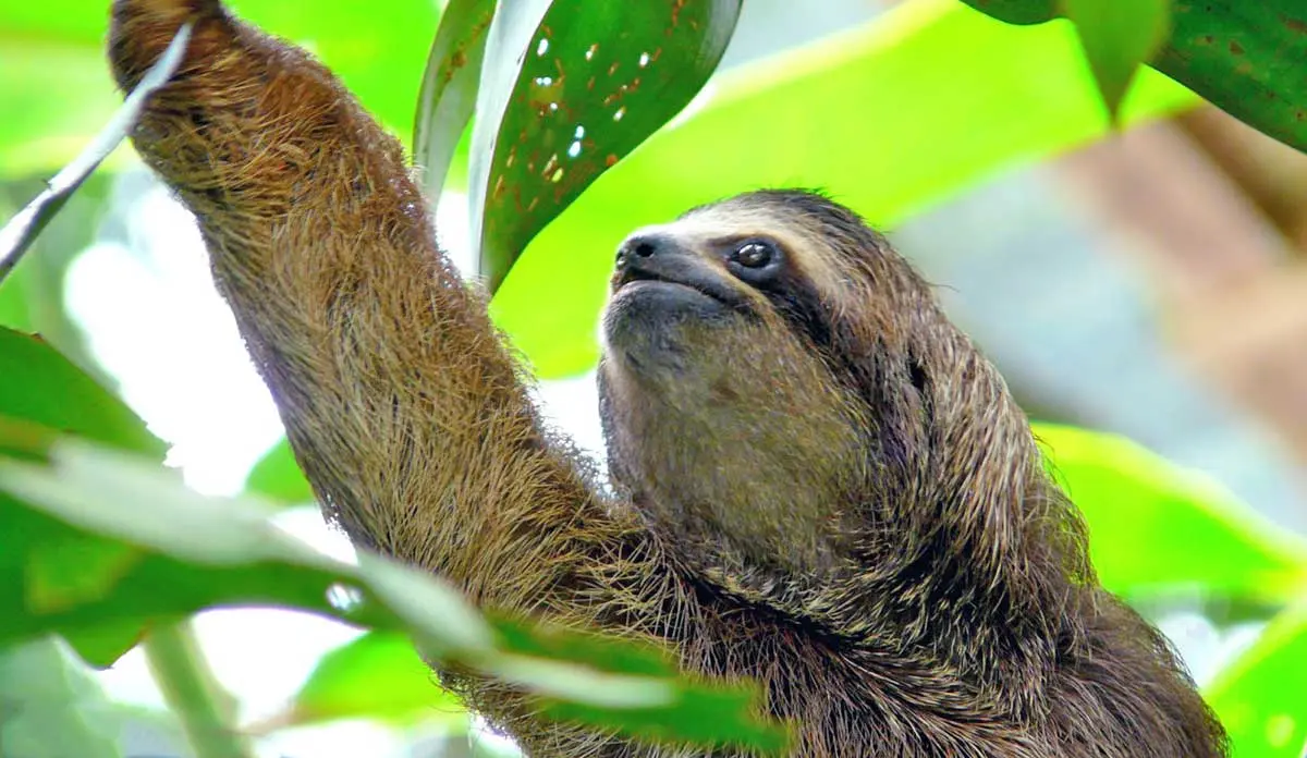 sloth climbing