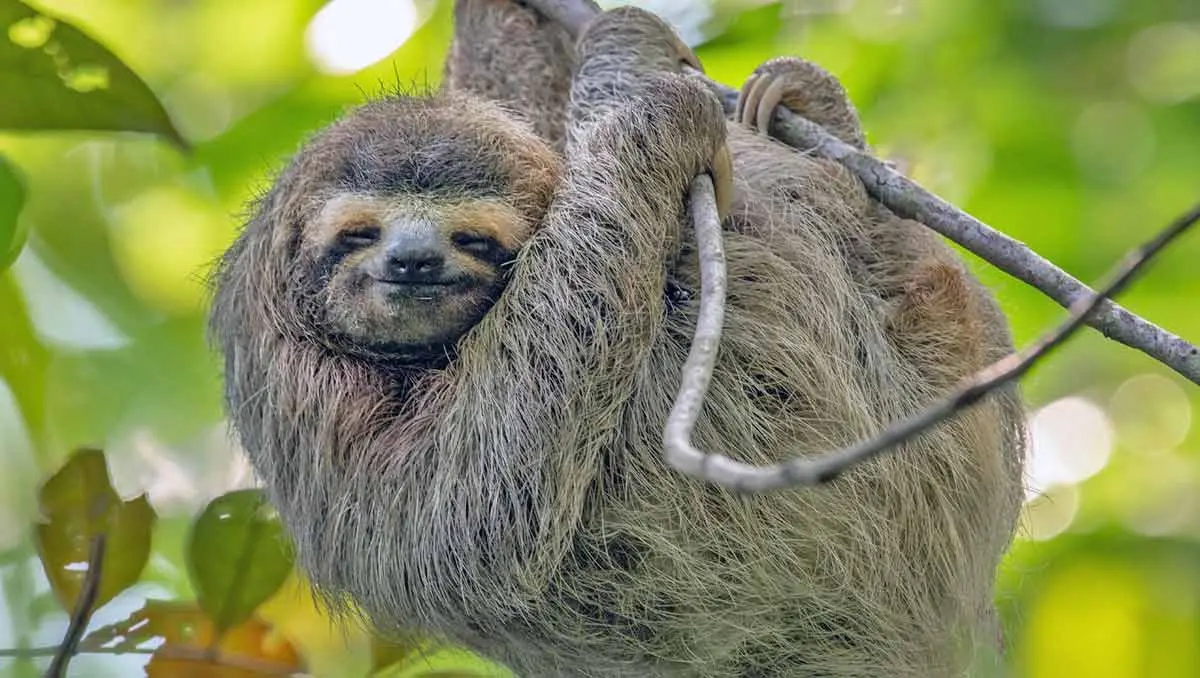 sloth smiling