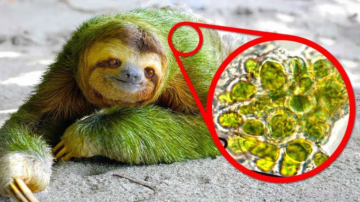 sloth with algae covered fur