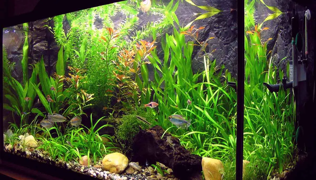 small amateur fish tank