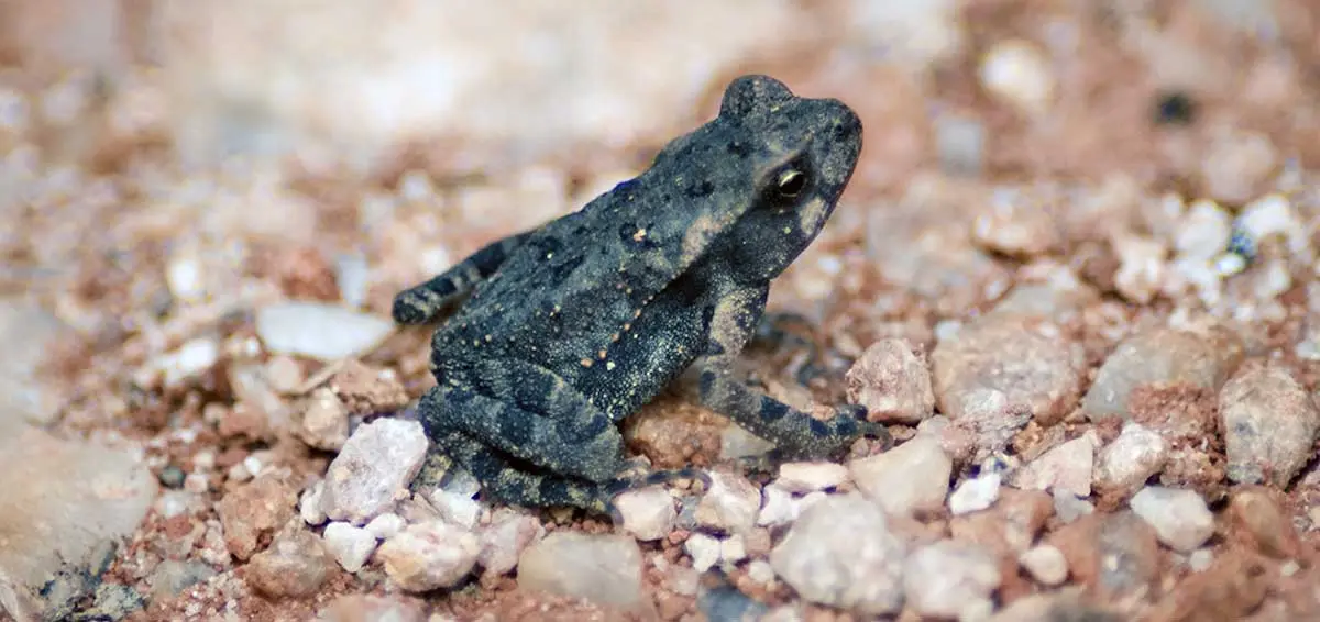 small black frog sitting on gravel