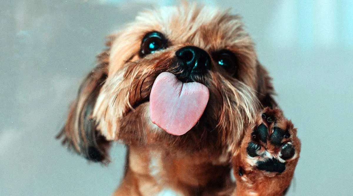 small brown dog paw up with tongue out