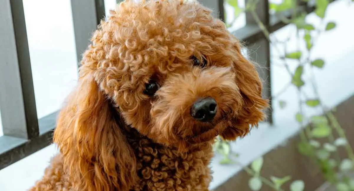 small brown poodle looking into camera