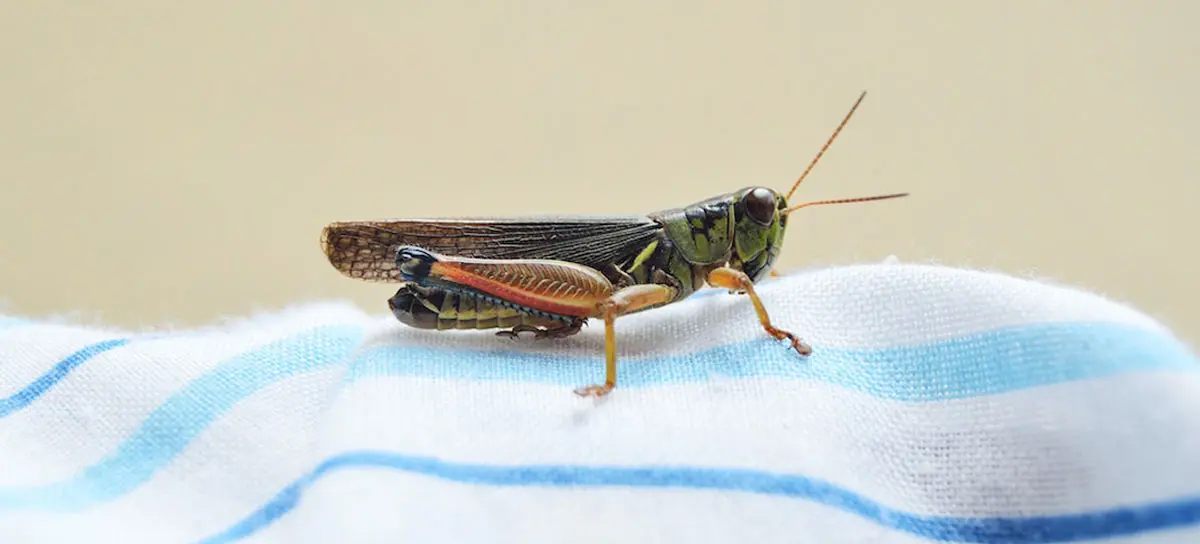 small cricket sitting on fabric up close