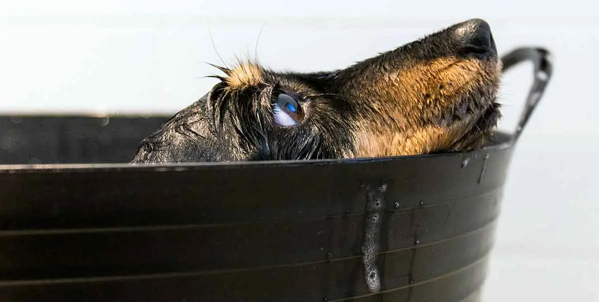 small dog in bath tub with head sticking out