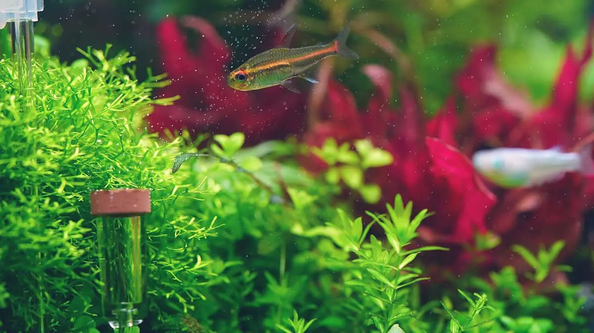 small fish aquarium