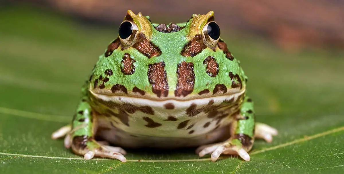 small horned frog