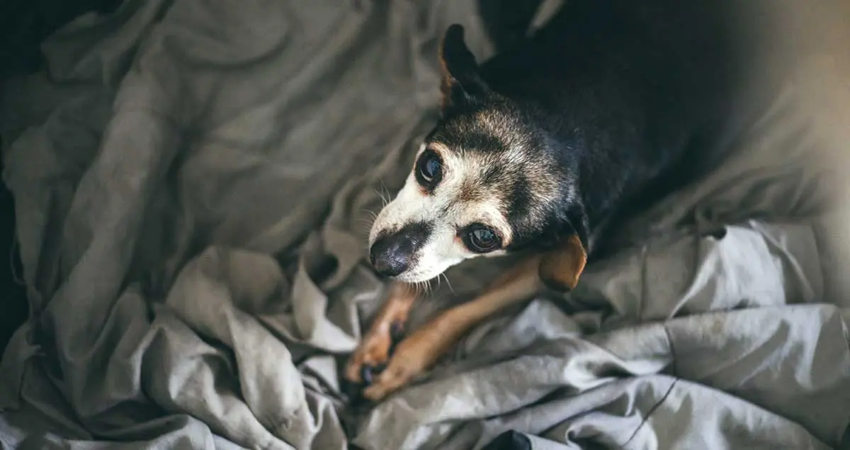 small old dog staring up at camera