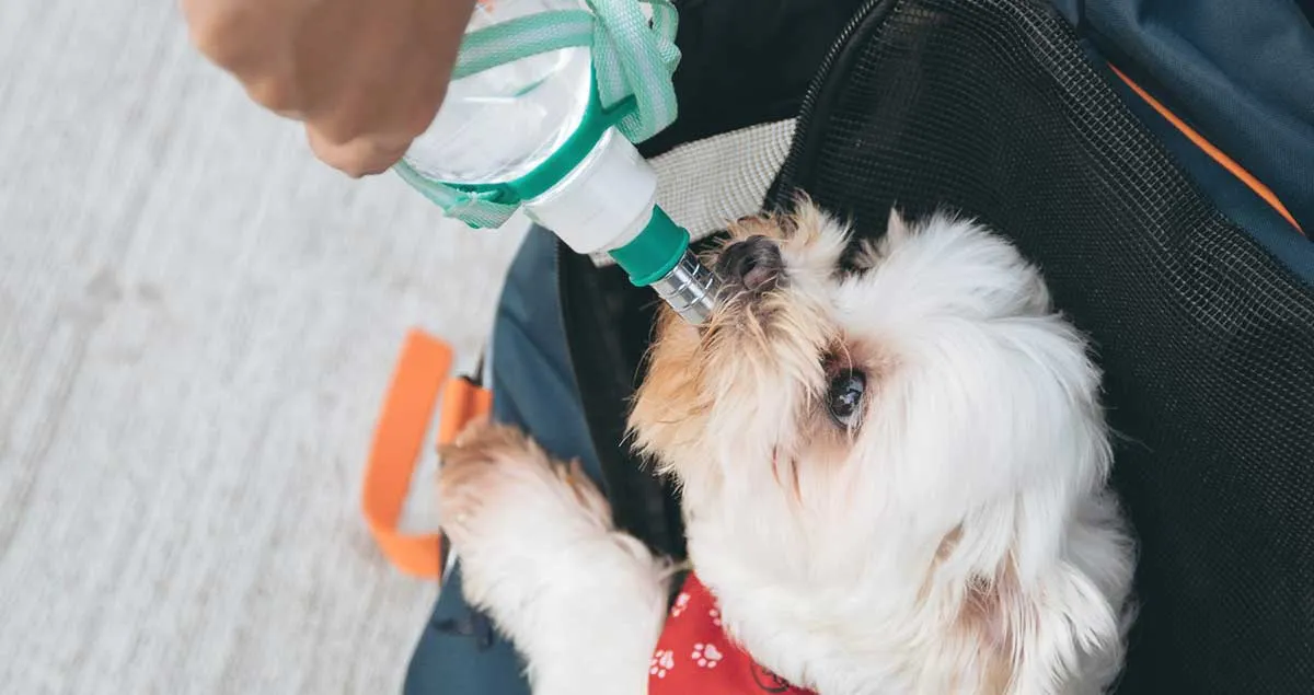 small white dog drinking from pet bottle