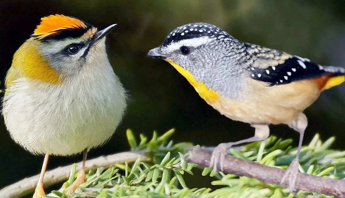 Smallest birds in the world: discover 10 tiny avian wonders - Discover  Wildlife