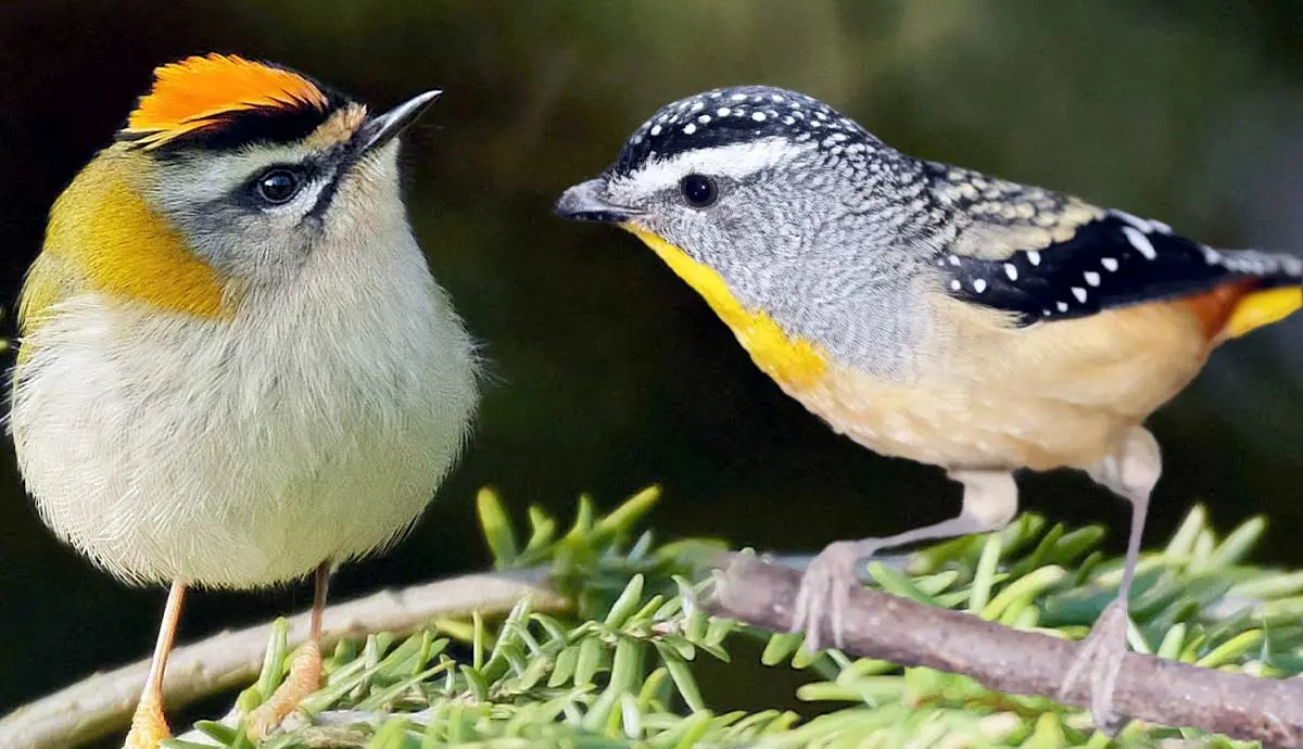 smallest birds