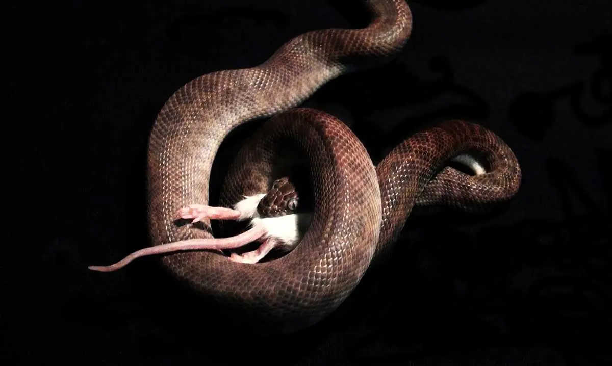 snake eating a mouse