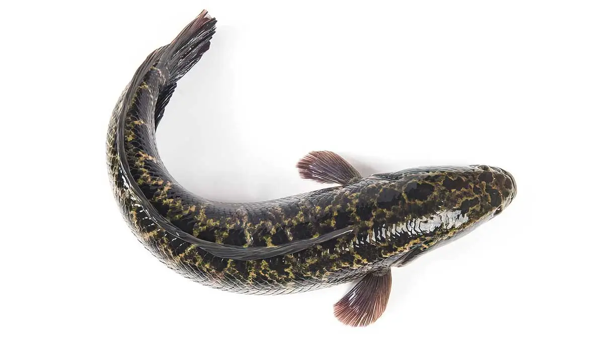 snakehead