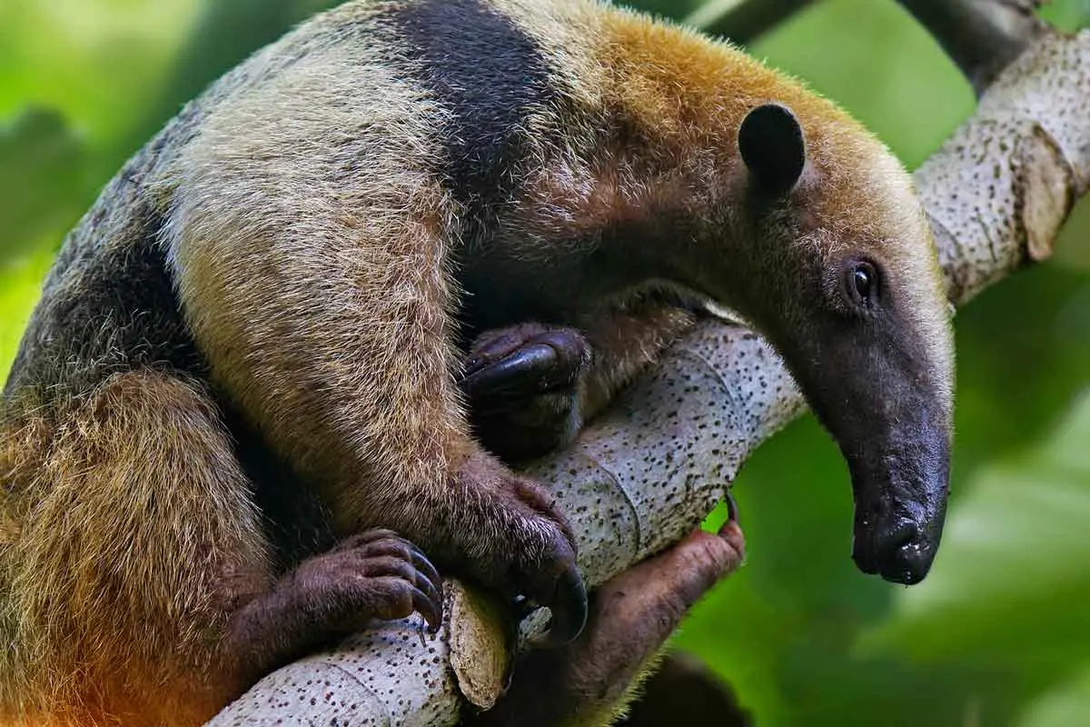 southern tamandua relaxing in a tree