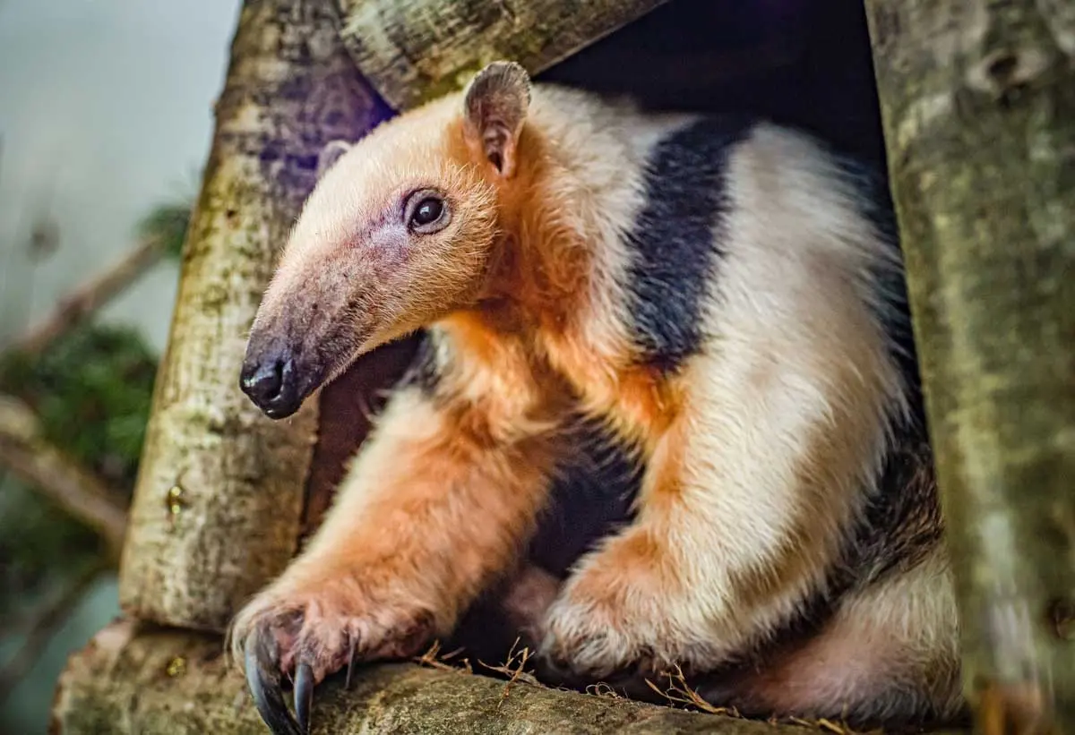 southern tamandua sitting in tree stumps log pile