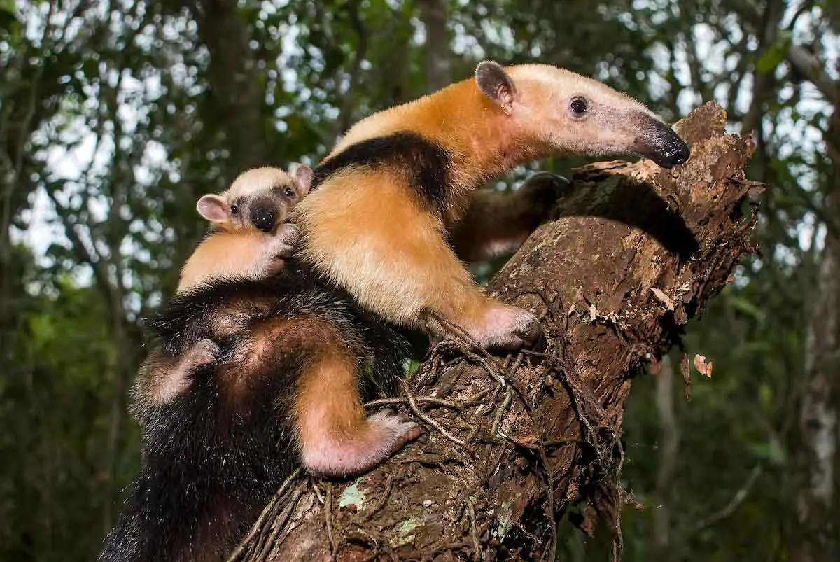 southern tamandua with baby