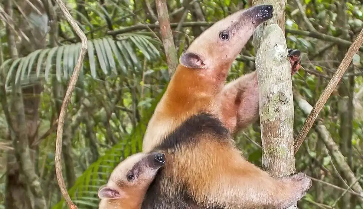 southern tamandua