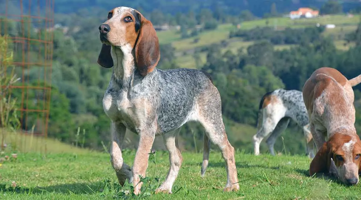 spanish hound