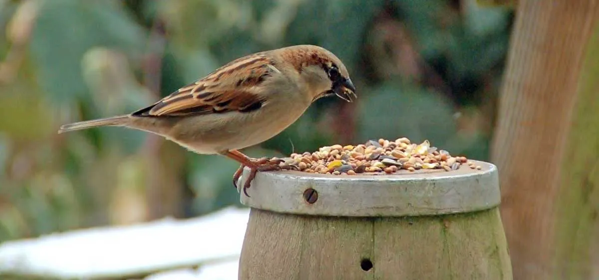 sparrow eating seeds