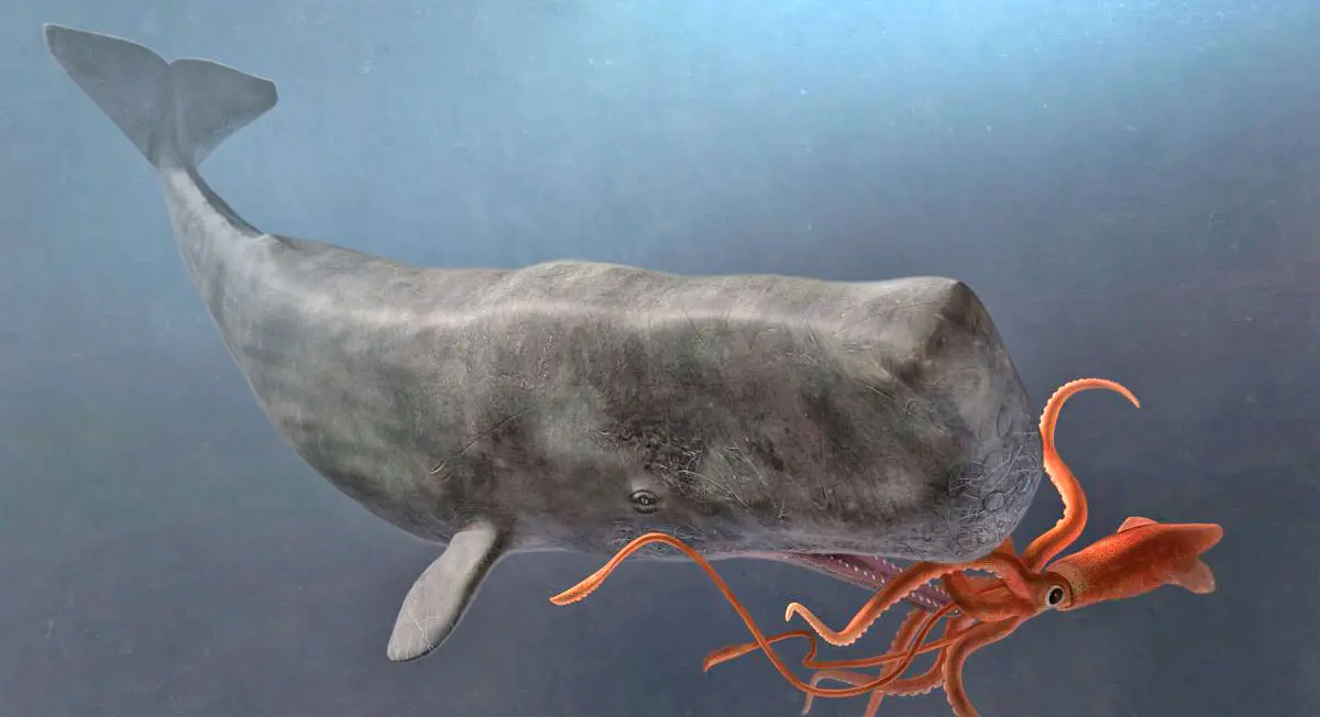 sperm whale vs squid