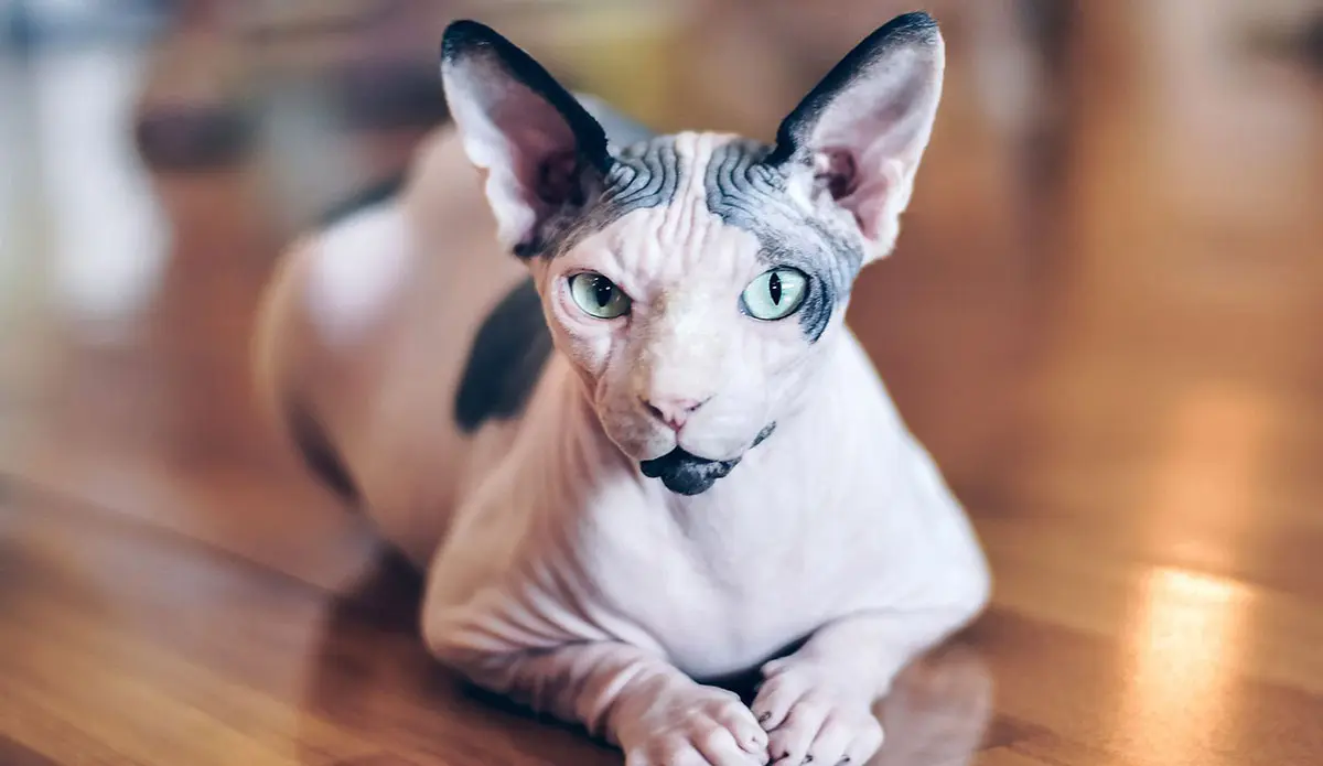 sphynx cat on wood floor